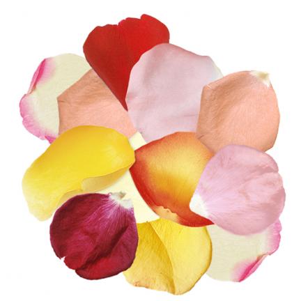 Fresh Petals: Mixed Colors
